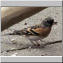 Fringilla montifringilla - Bergfink m03.jpg